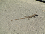 SX19109 Small lizard on street.jpg